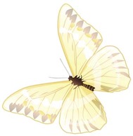 Butterfly Vector 24