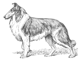 Collie 2 Grayscale