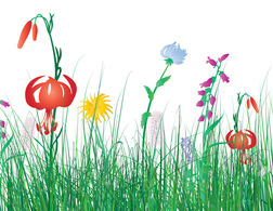 Free vector Grass flowers isolated white