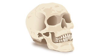 Halloween Skull Vector