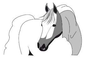 Horse - Cheval