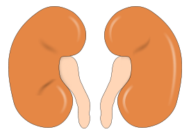 Kidney Reins