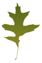Leaf Oak Green