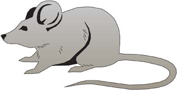 Mouse Vector 13