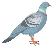 Pigeon vector 5