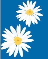 Romashka daisy Flower 3