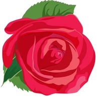 Rose Flower Vetor 17