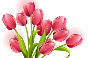 Tulips Bouquet Vector