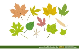 Vector Leaf Collection